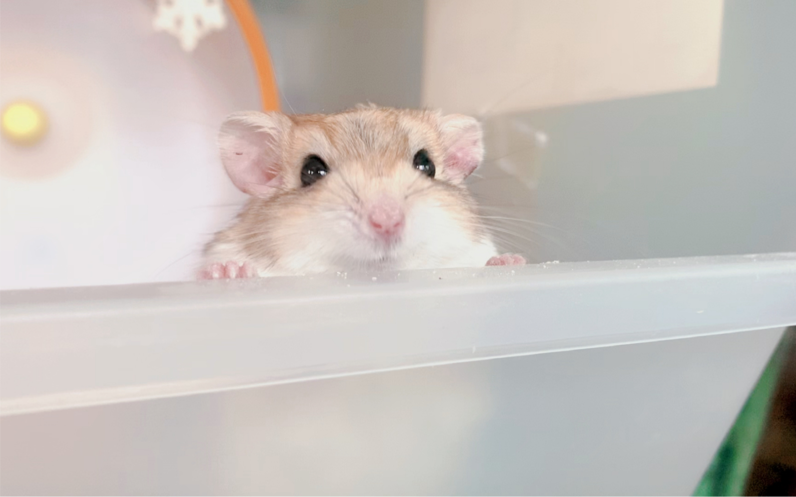 【通心粉鼠】甜腻腻夏季恋爱日常