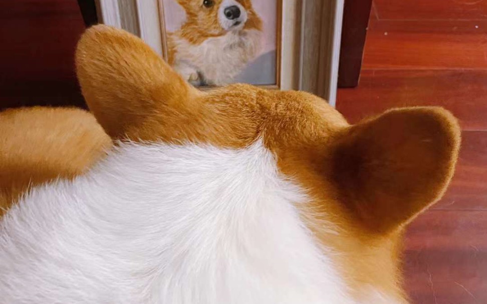 敲可爱的柯基背影