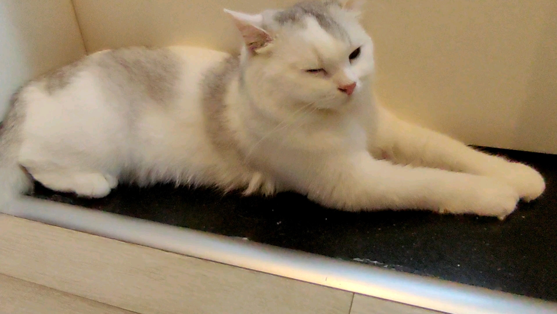 喵星人卖萌日常:困成狗了?