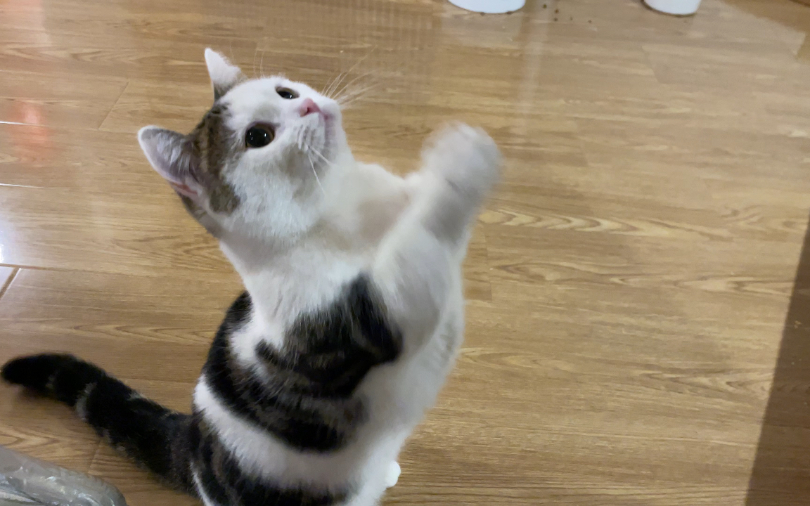 会拜拜的小猫咪