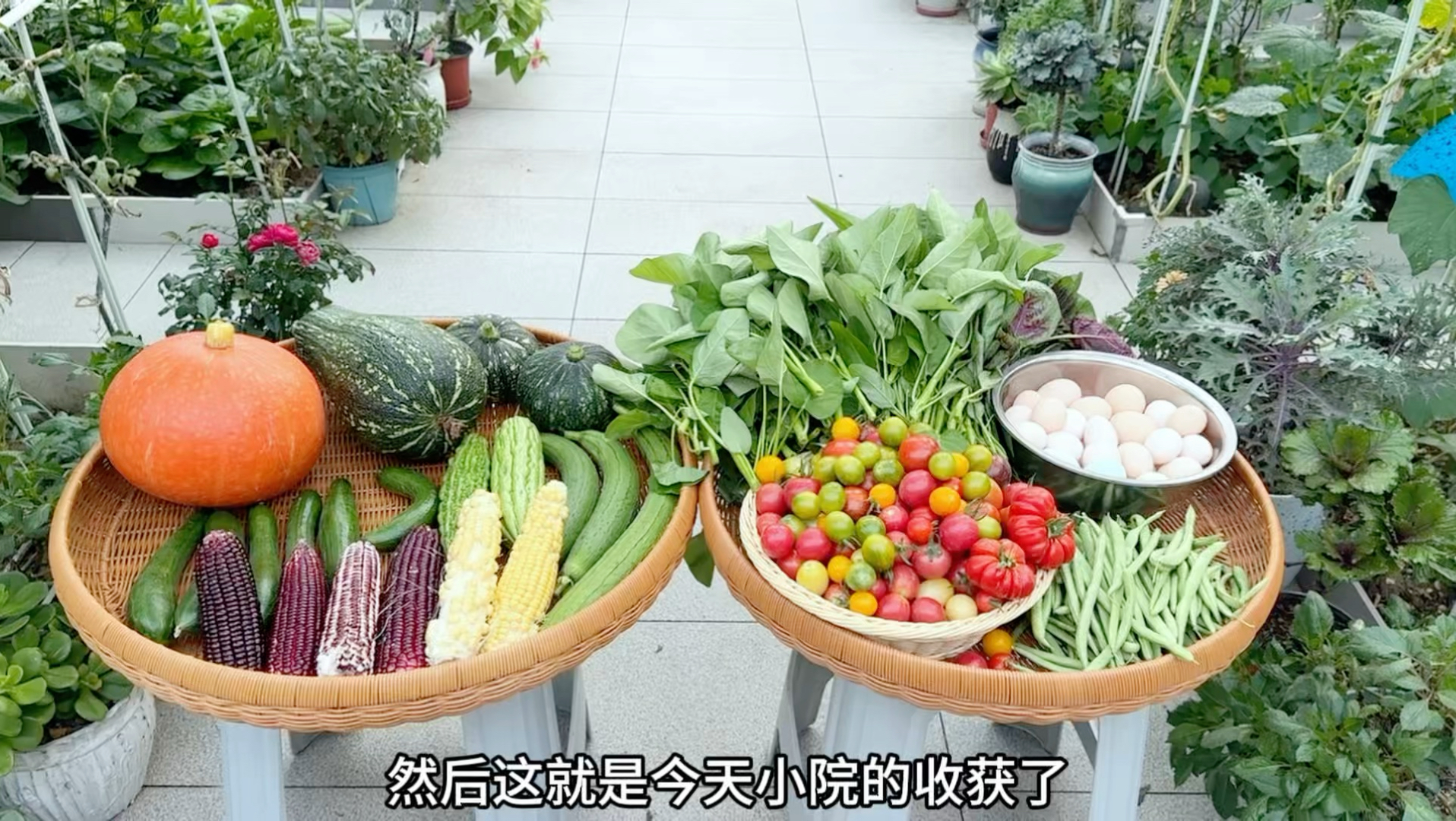 田园小院又收获满满的一天