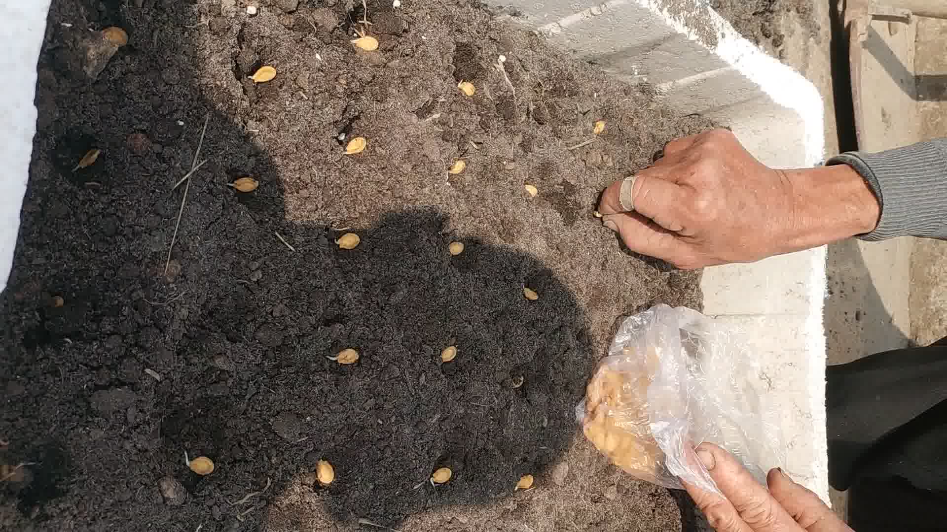 种冬瓜_哔哩哔哩 (゜-゜)つロ 干杯~-bilibili