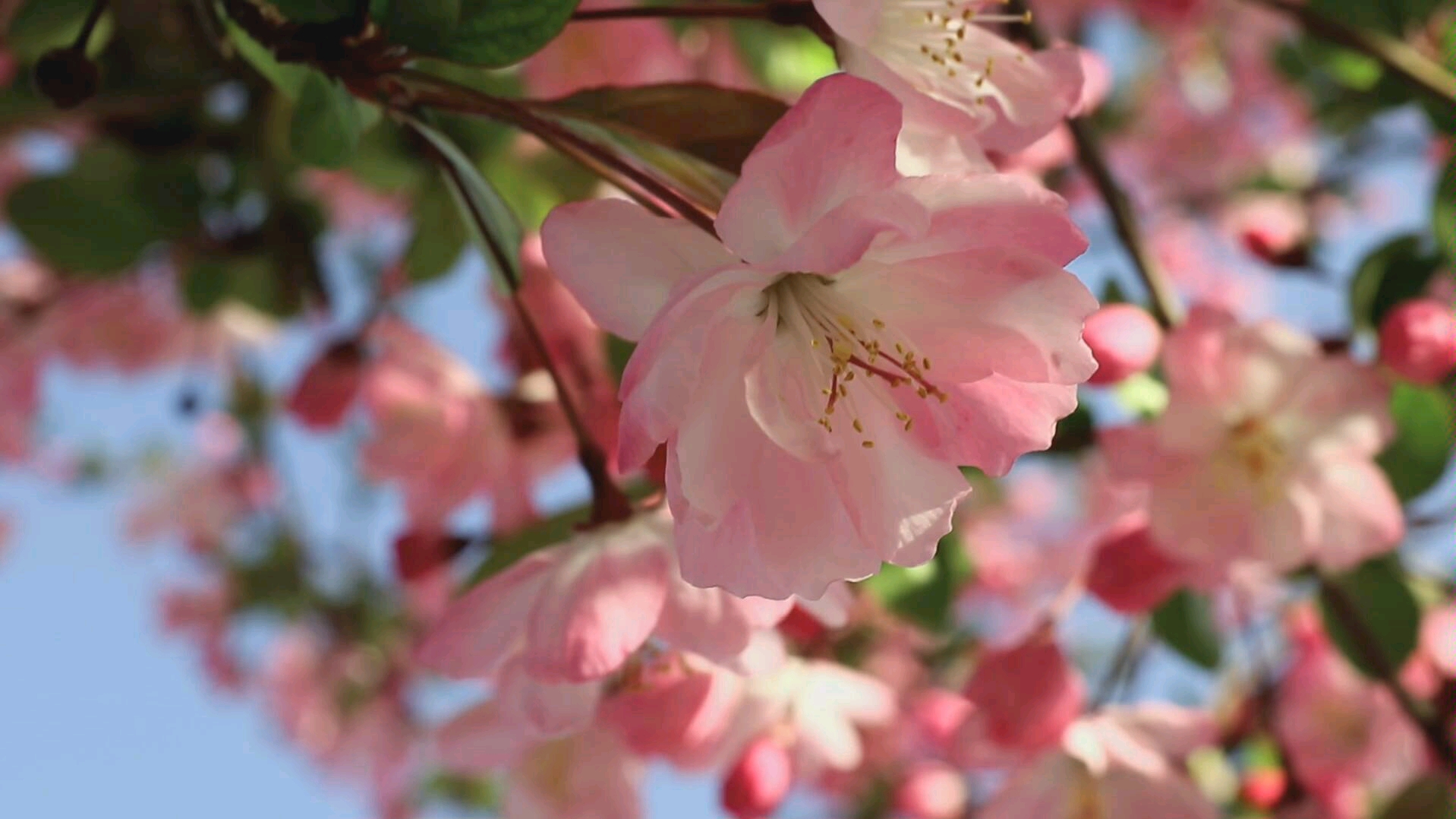 [图]原来海棠花和樱花一样温柔呀~是春日馈赠了