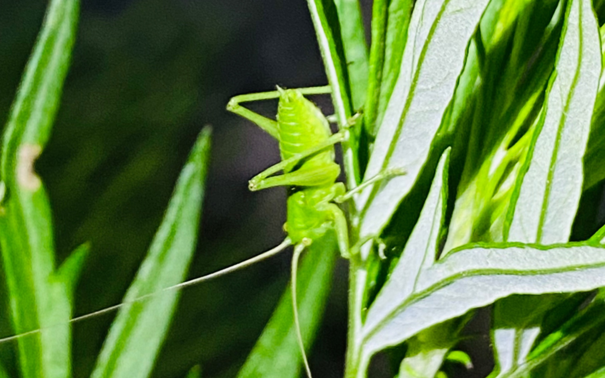 寻找北京稀有螽斯物种 薮螽(Tettigonia sp)哔哩哔哩bilibili