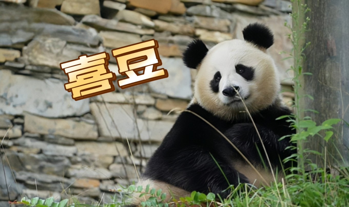 让草和和春心萌动的喜豆大美女,不知他俩有没有机会相见相恋?