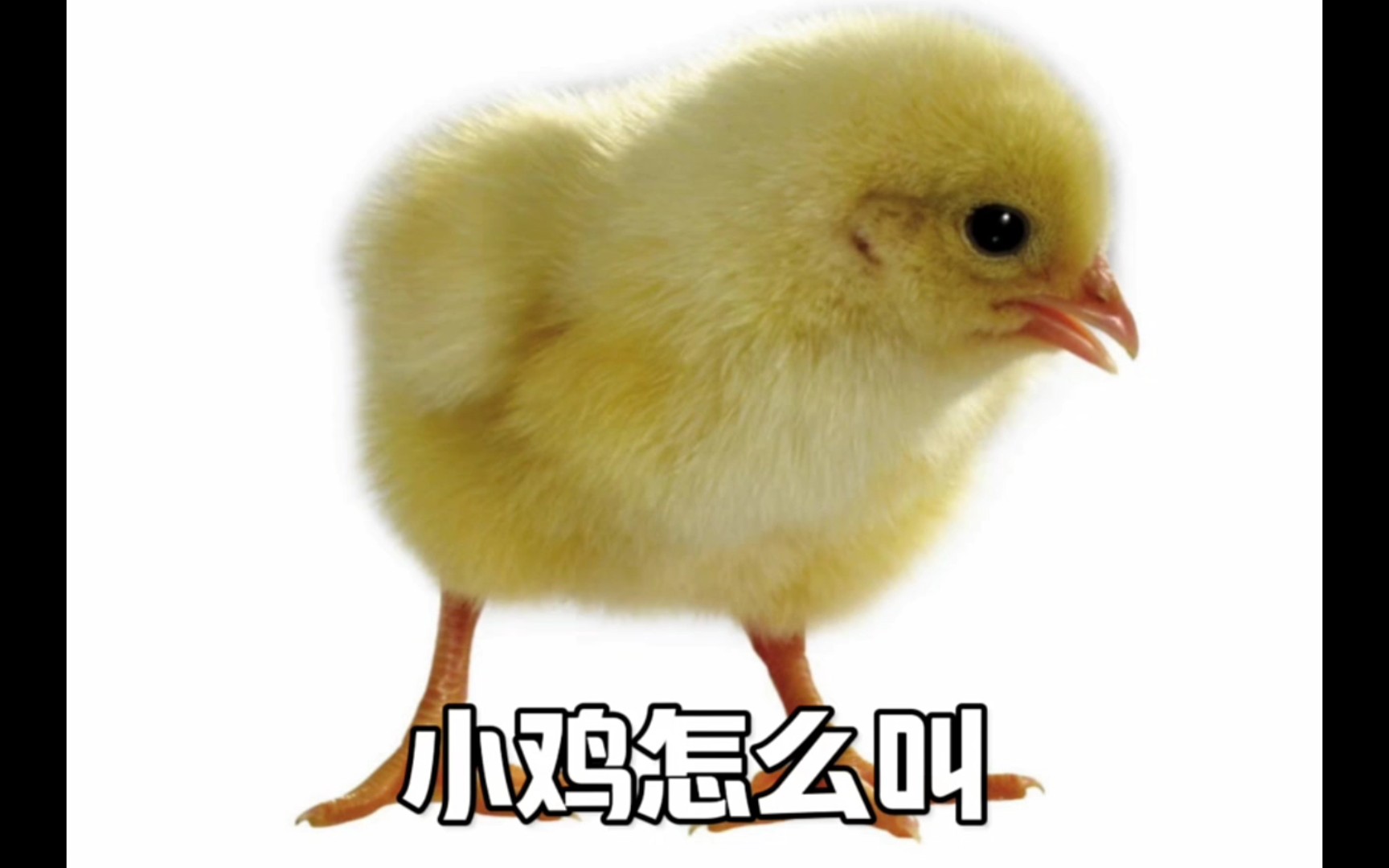 小鸡怎么叫-做个人事吧-默认收藏夹-哔哩哔哩视频