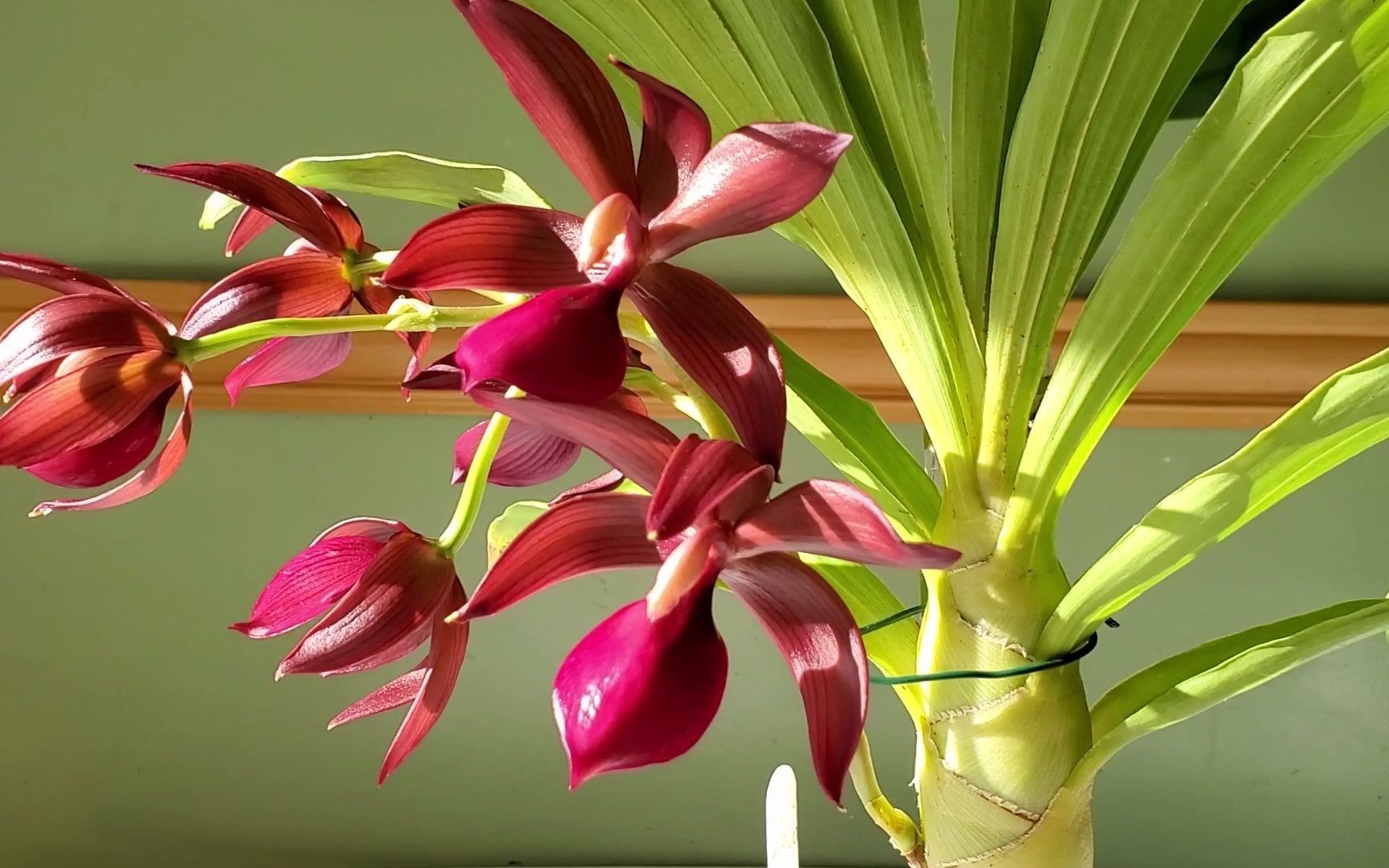 静姐说兰花:红天鹅开花了!cycnodes wine delight