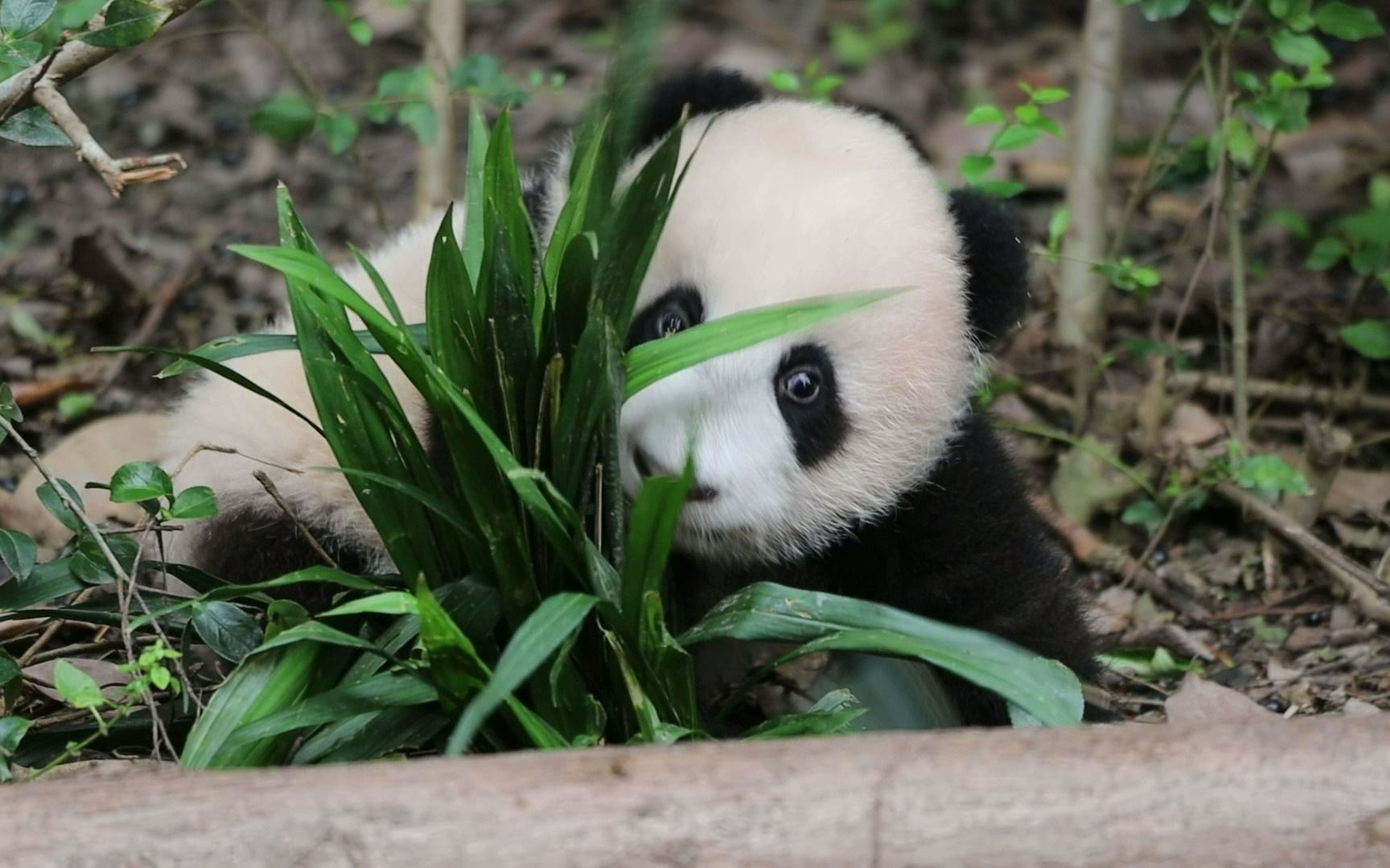 20211010【大熊猫宝新】熊猫宝宝满院子探索