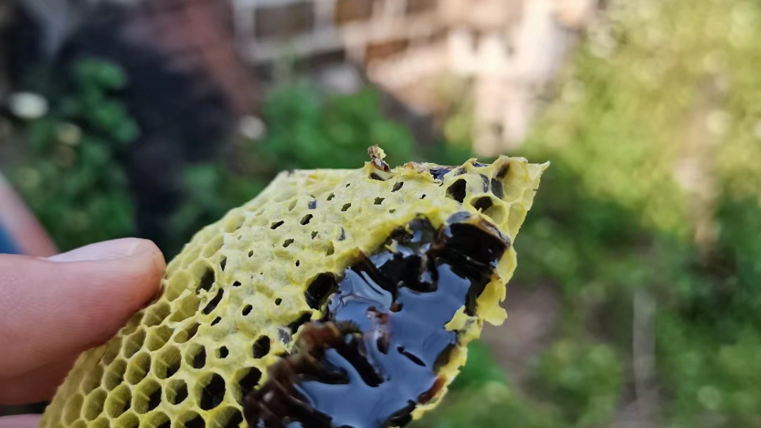 临沧高海拔野生米团花黑蜜,一年只卖20多天,数量不多需要可以联系