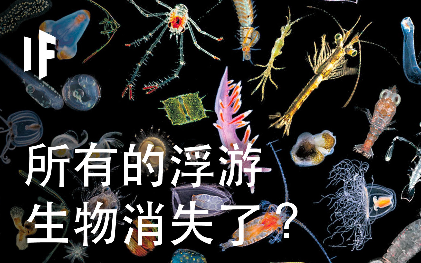 [图]如果所有的浮游生物都消失了？【大胆科学】