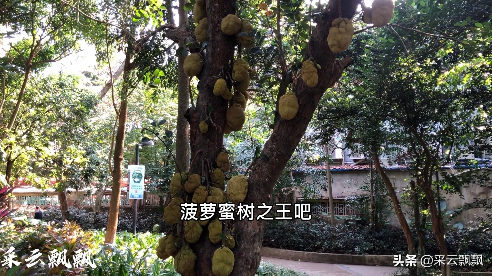 黄花梨树20年能长多大