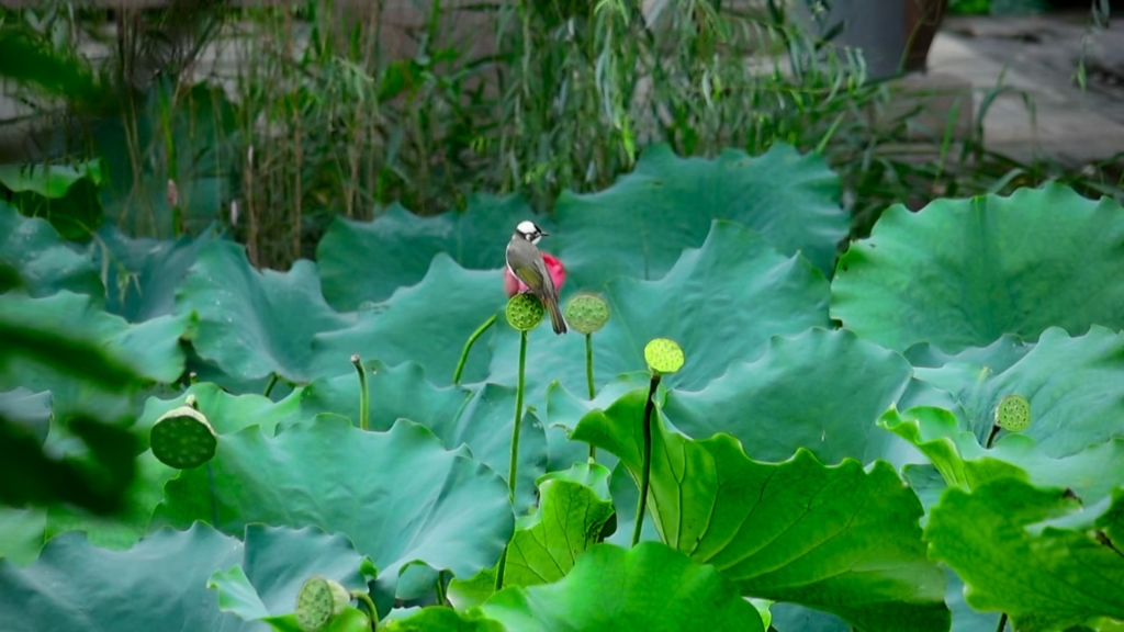 让你看了一片心静