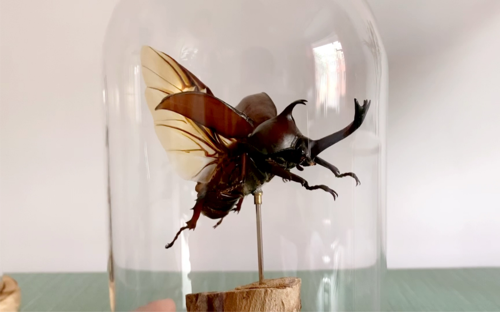 昆虫标本独角仙_哔哩哔哩_bilibili