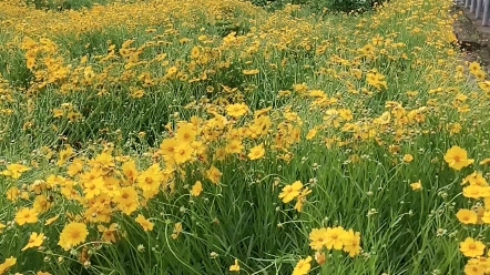 [图]野花开满山123456789751232