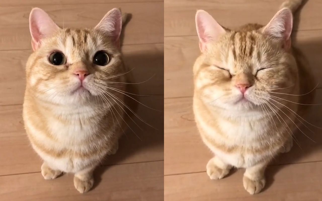 大眼小橘猫一眨眼也太可爱了吧!_哔哩哔哩_bilibili