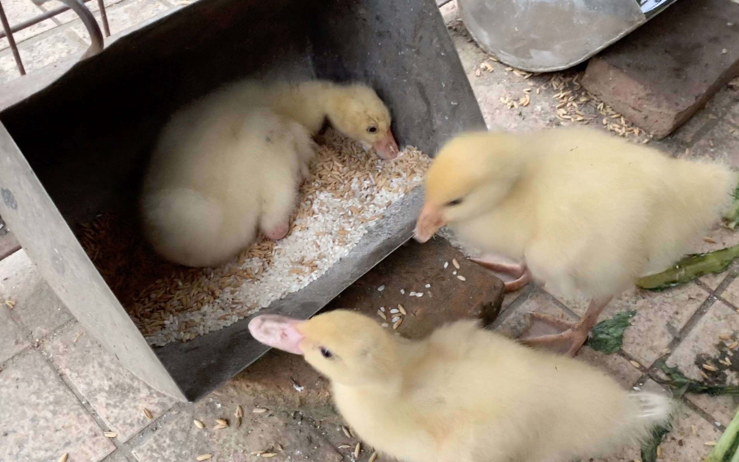 这只小母鹅懒成这样不如我们……【字母萌宠记】030_哔哩哔哩_bili