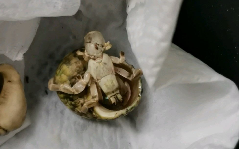 活动作品寄居蟹裸奔