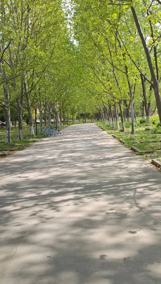 丝滑的春天校园小路