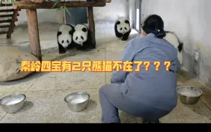 Video herunterladen: 『大熊猫永动机/白生气』秦岭四宝有2只熊猫去世了？官方为何不出通告？