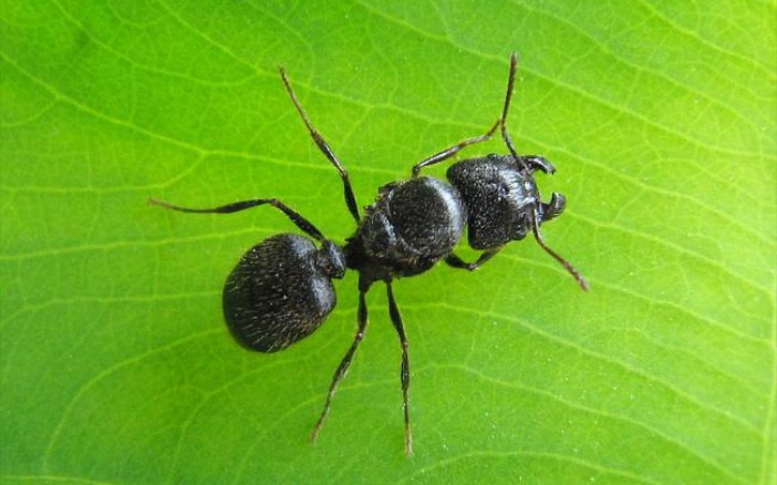 史氏大头蚁新后开箱,必不翻车!_哔哩哔哩 (゜-゜)つロ 干杯~-bilibili