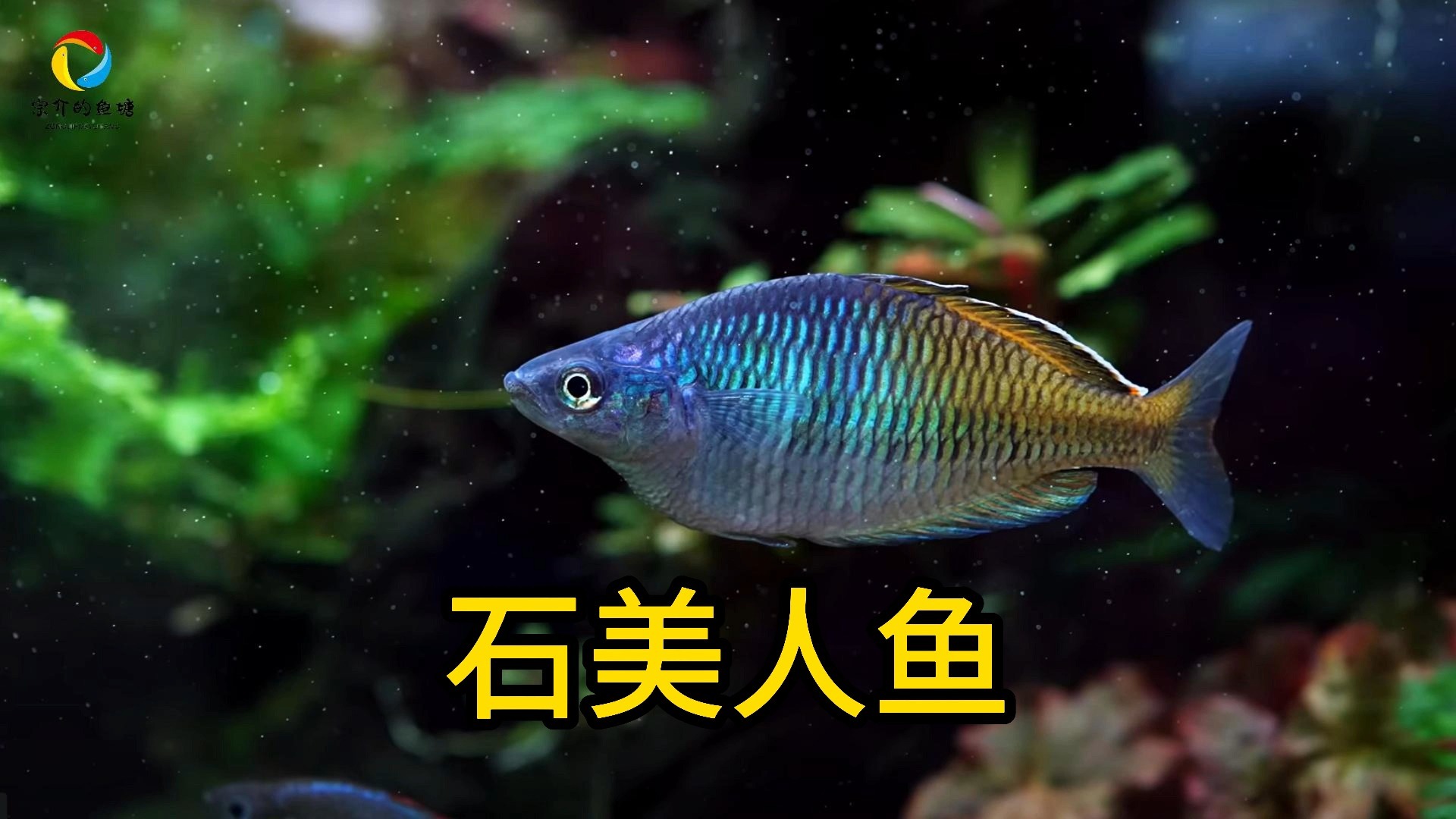 今日份观赏鱼分享之石美人鱼