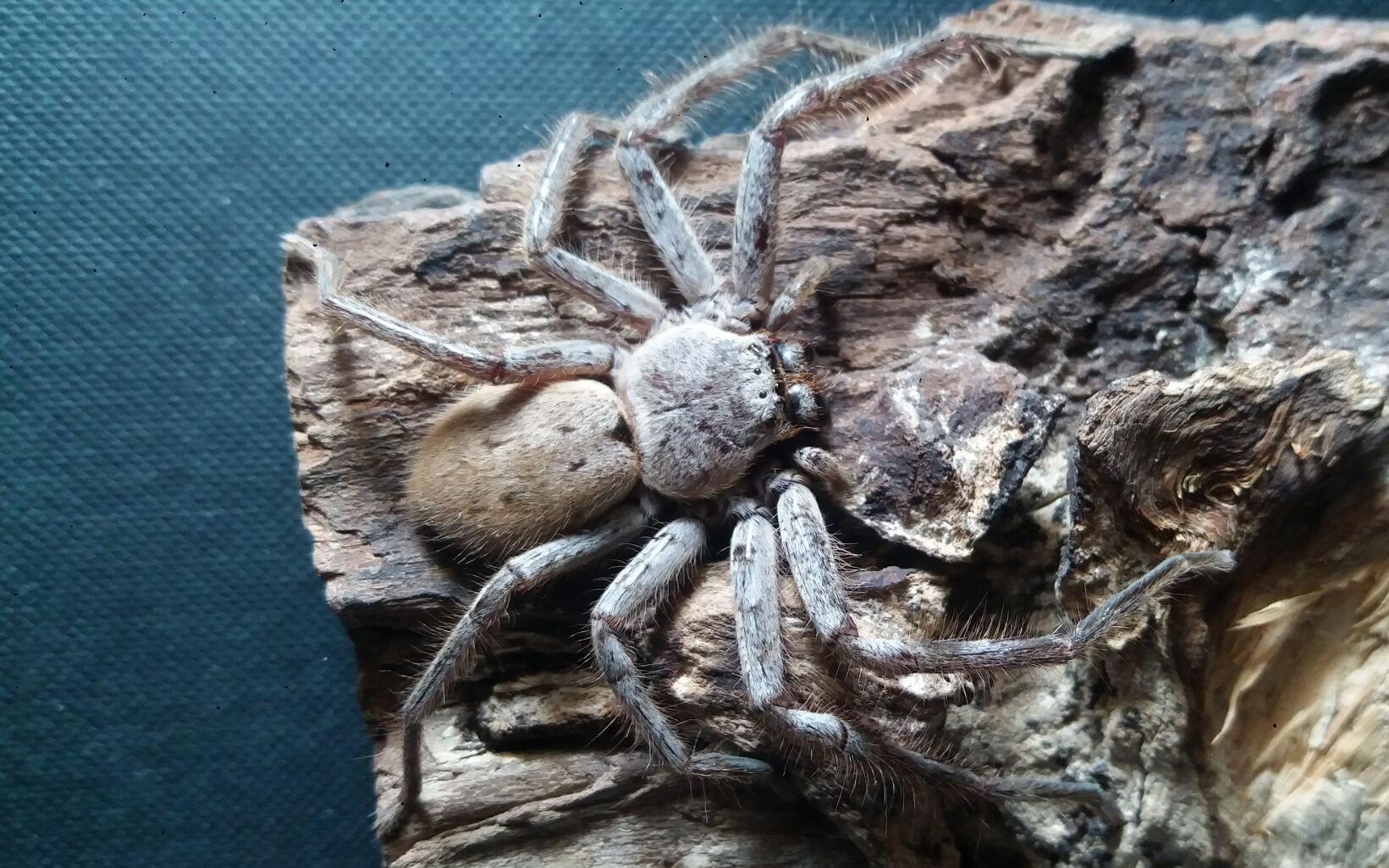 up主调戏一只巨蟹蛛海岸等足蛛威慑姿态展示