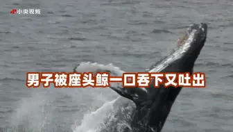 不好吃？男子被座头鲸一口吞下又吐出