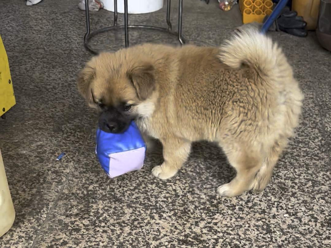 偶遇小狗,问主人是什么品种,他说是大笨狗
