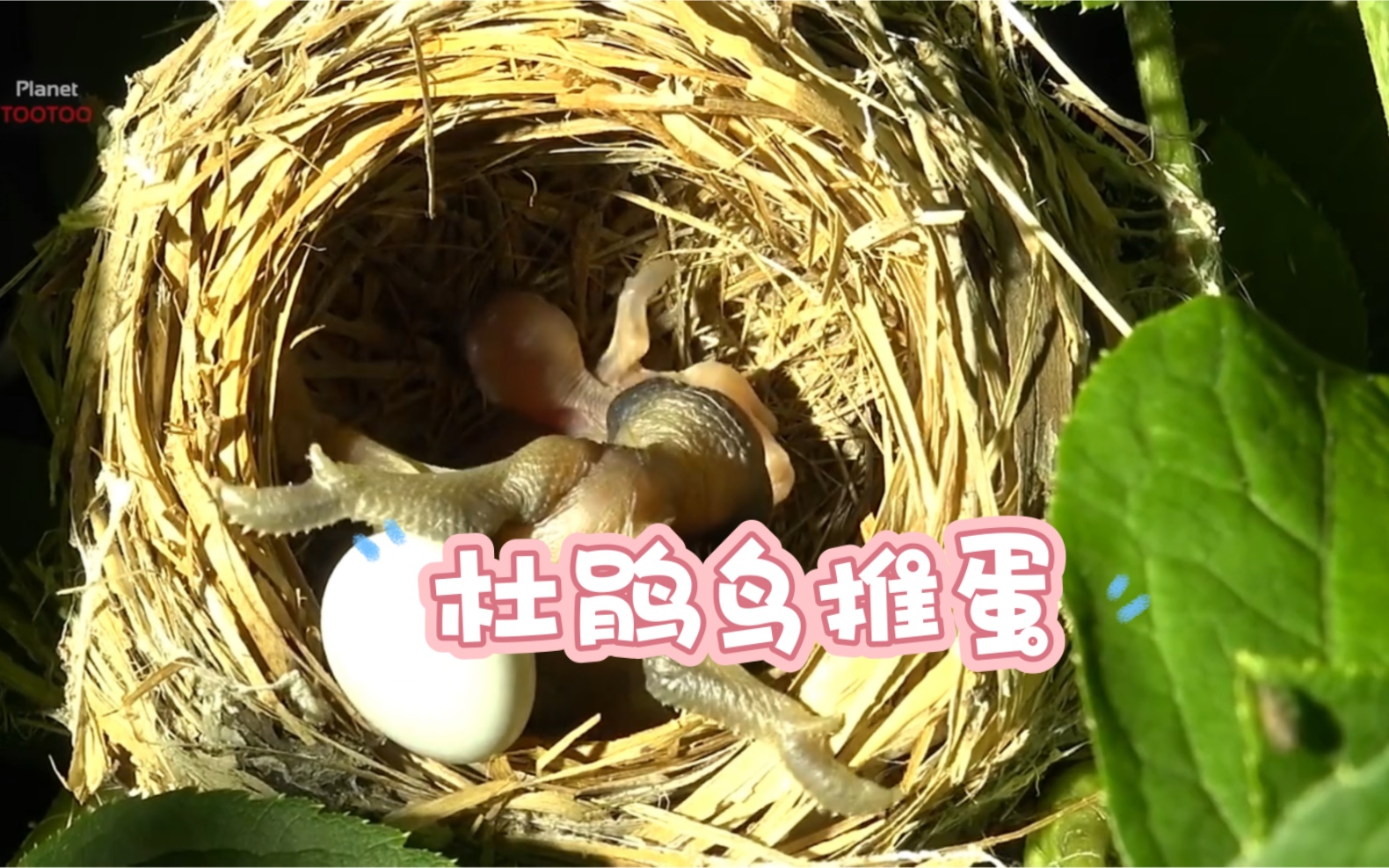 杜鹃鸟怎么推蛋的,太气人了