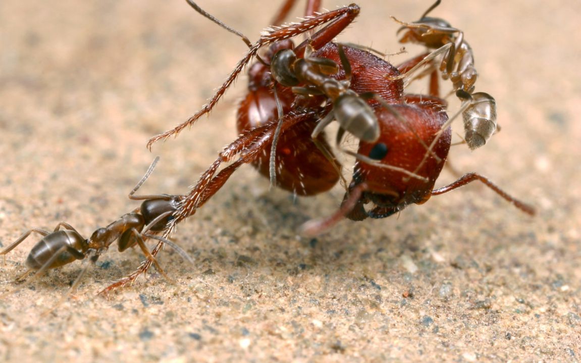 蚂蚁大战 加州石竹收获蚁vs阿根廷蚁 斗蚁