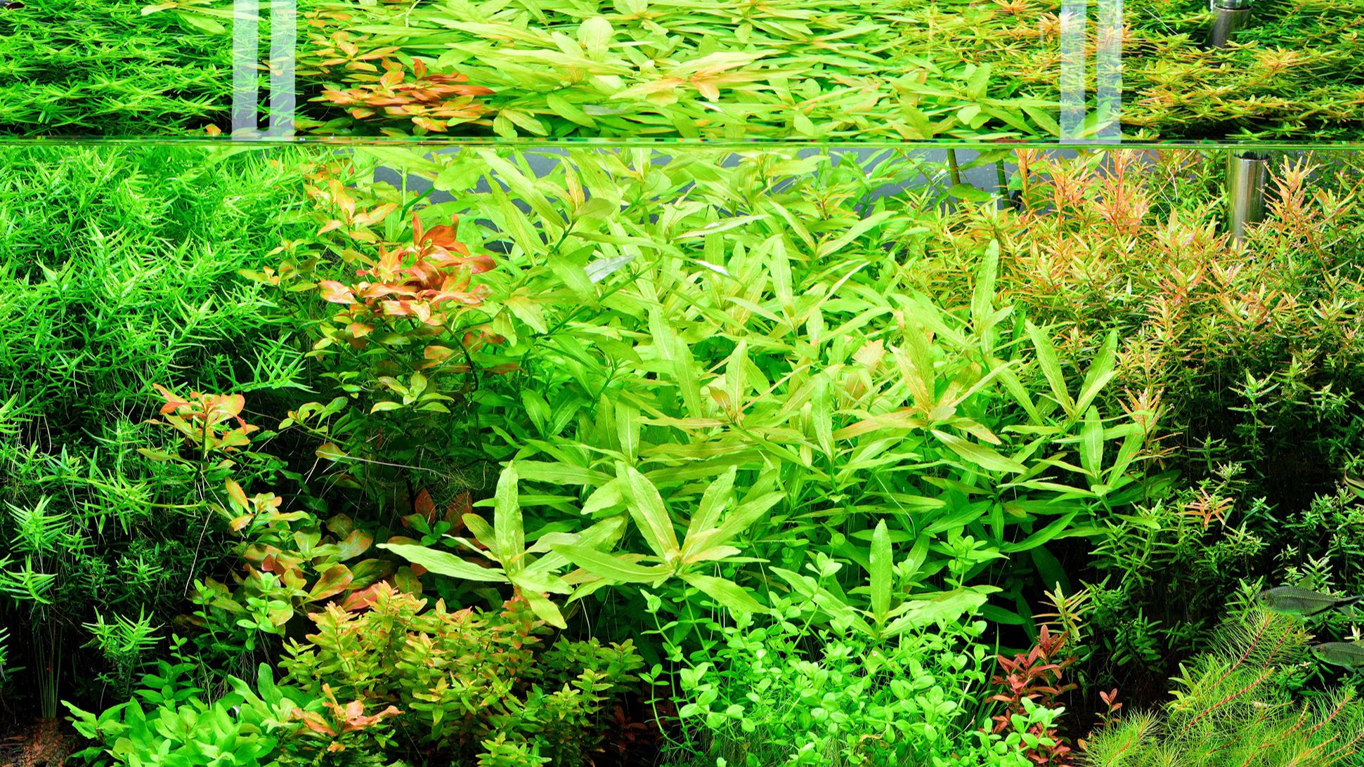 其实草缸只要水草状态好,无需造景也能感受到草缸的独特魅力