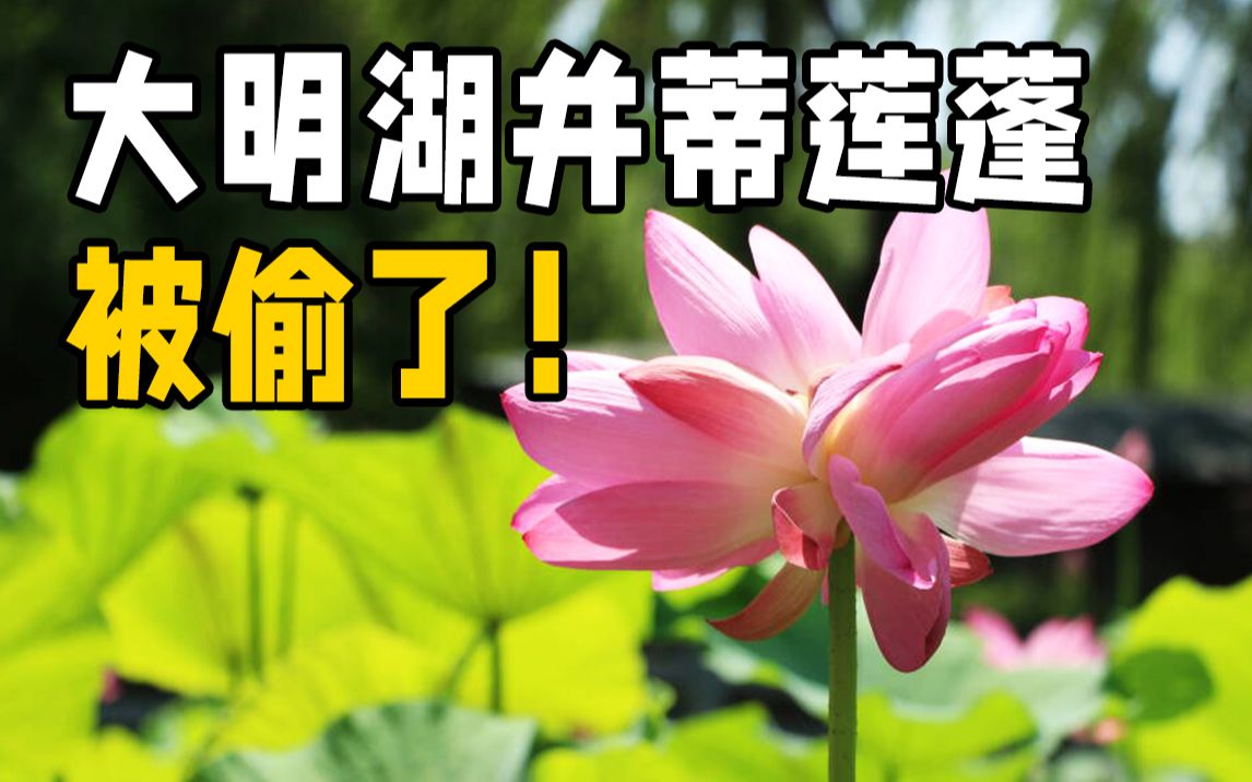 [图]景区已报警！大明湖网红并蒂莲莲蓬被偷