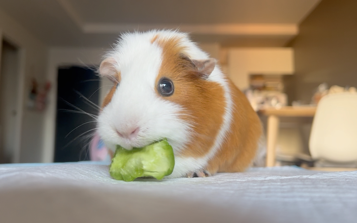 荷兰猪吃青椒asmr(配合耳机食用更佳)