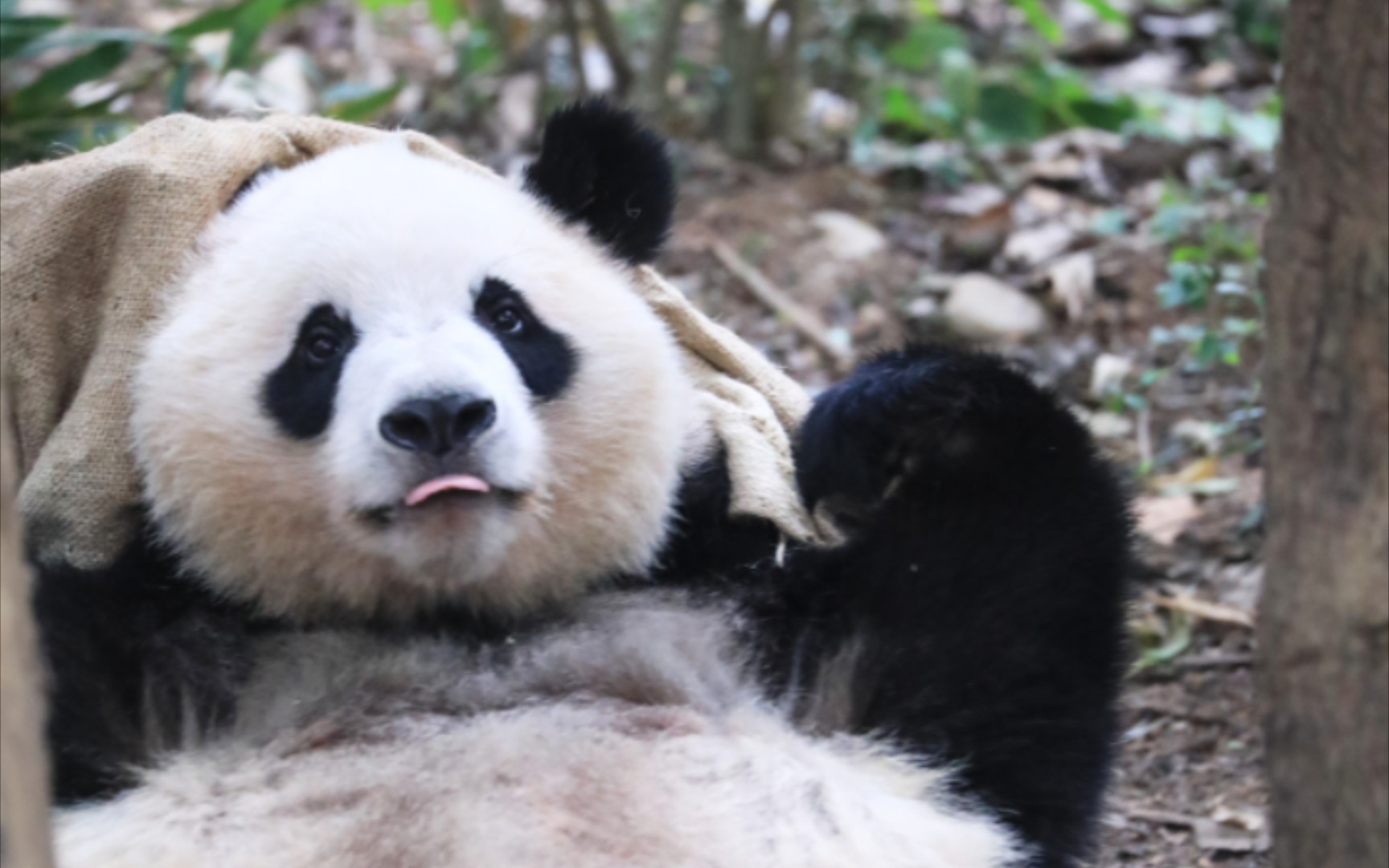 【大熊猫奇一】