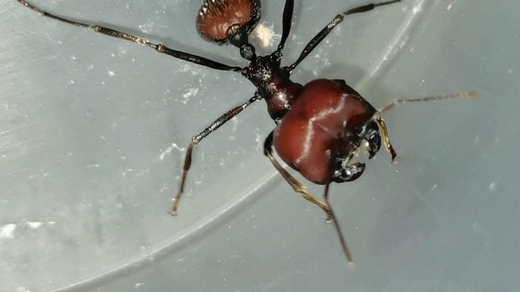 巨首收获蚁,肯尼亚收获蚁的超级大工,特化大工跟迷你工对比,分化巨大