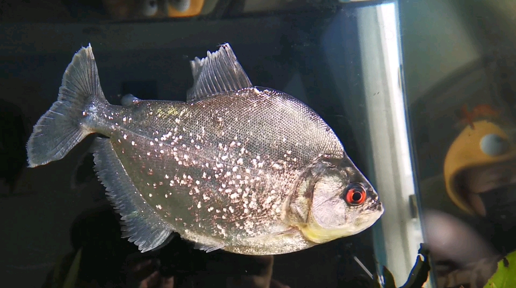 阿拉瓜亚钻黑黑食我的小阿瓜是个小呆瓜