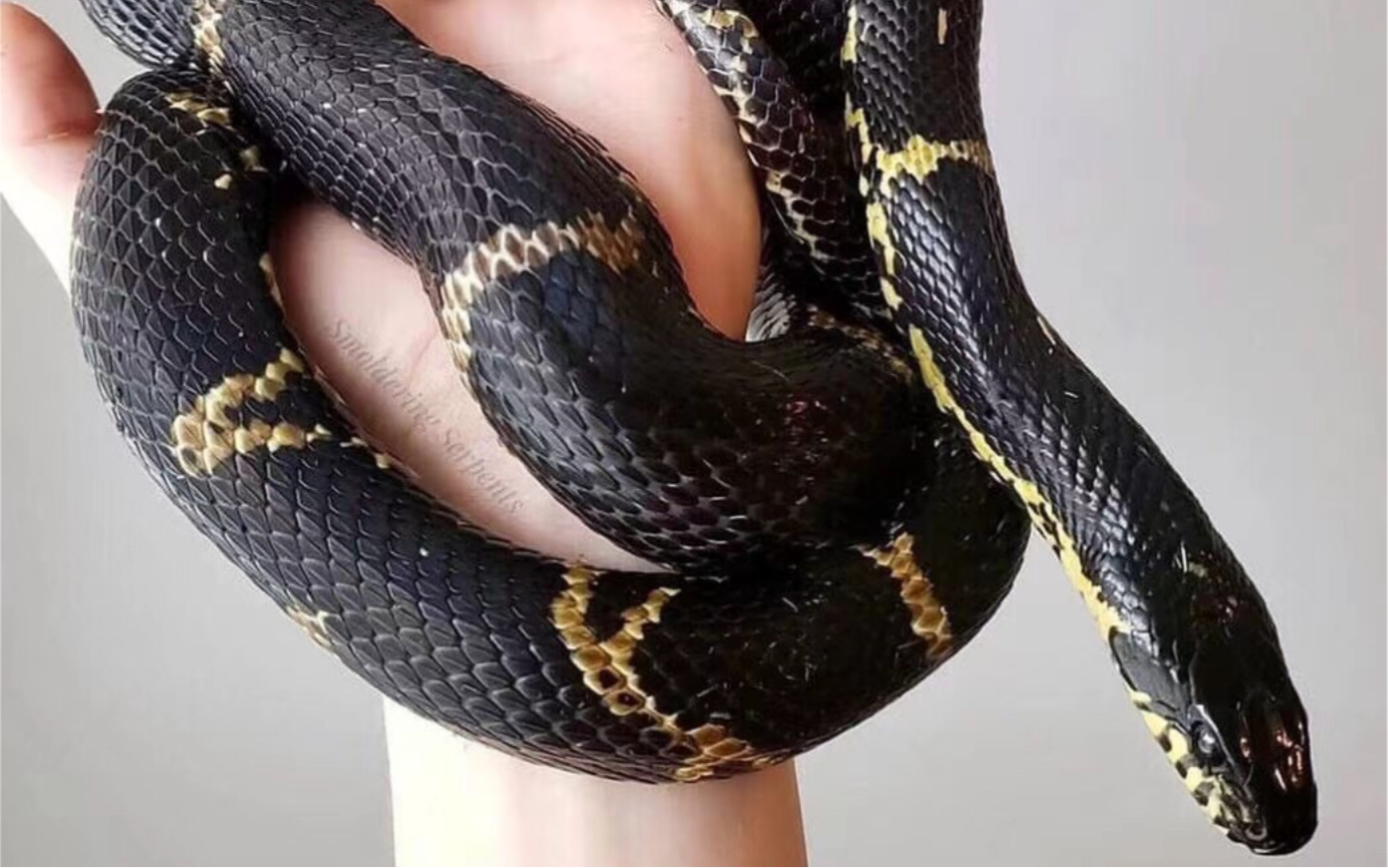 棕黑锦蛇成体图片