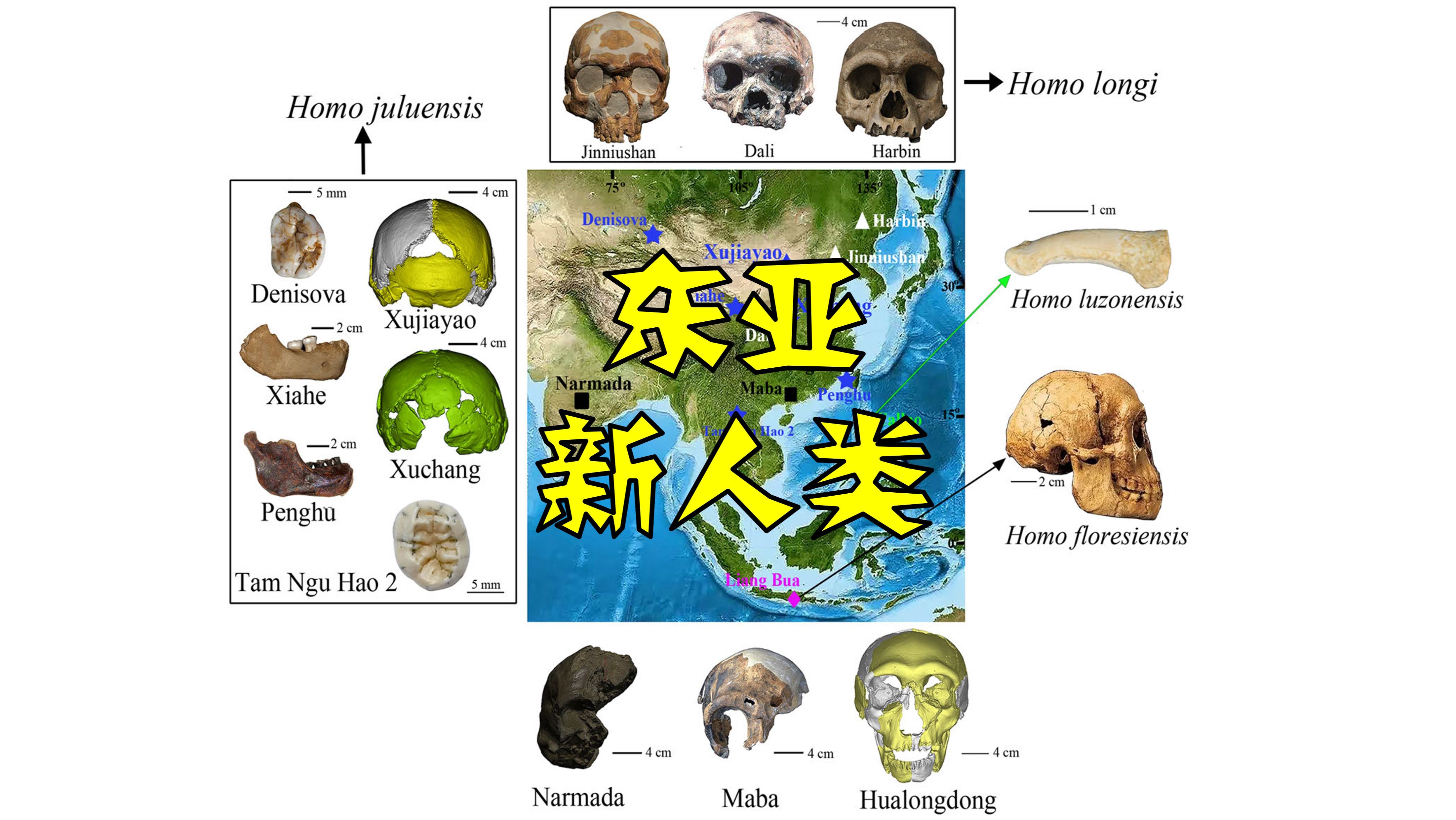东亚的新人类:巨颅人&东亚晚第四纪古人类的变异-少康1104-少康1104-哔哩哔哩视频