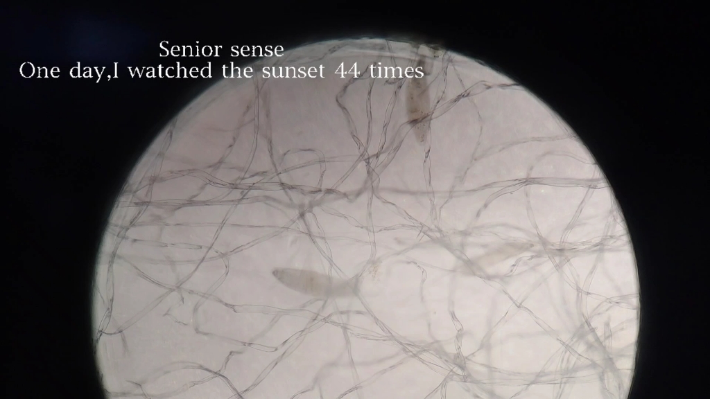 自我培育的草履虫在显微镜下的观察