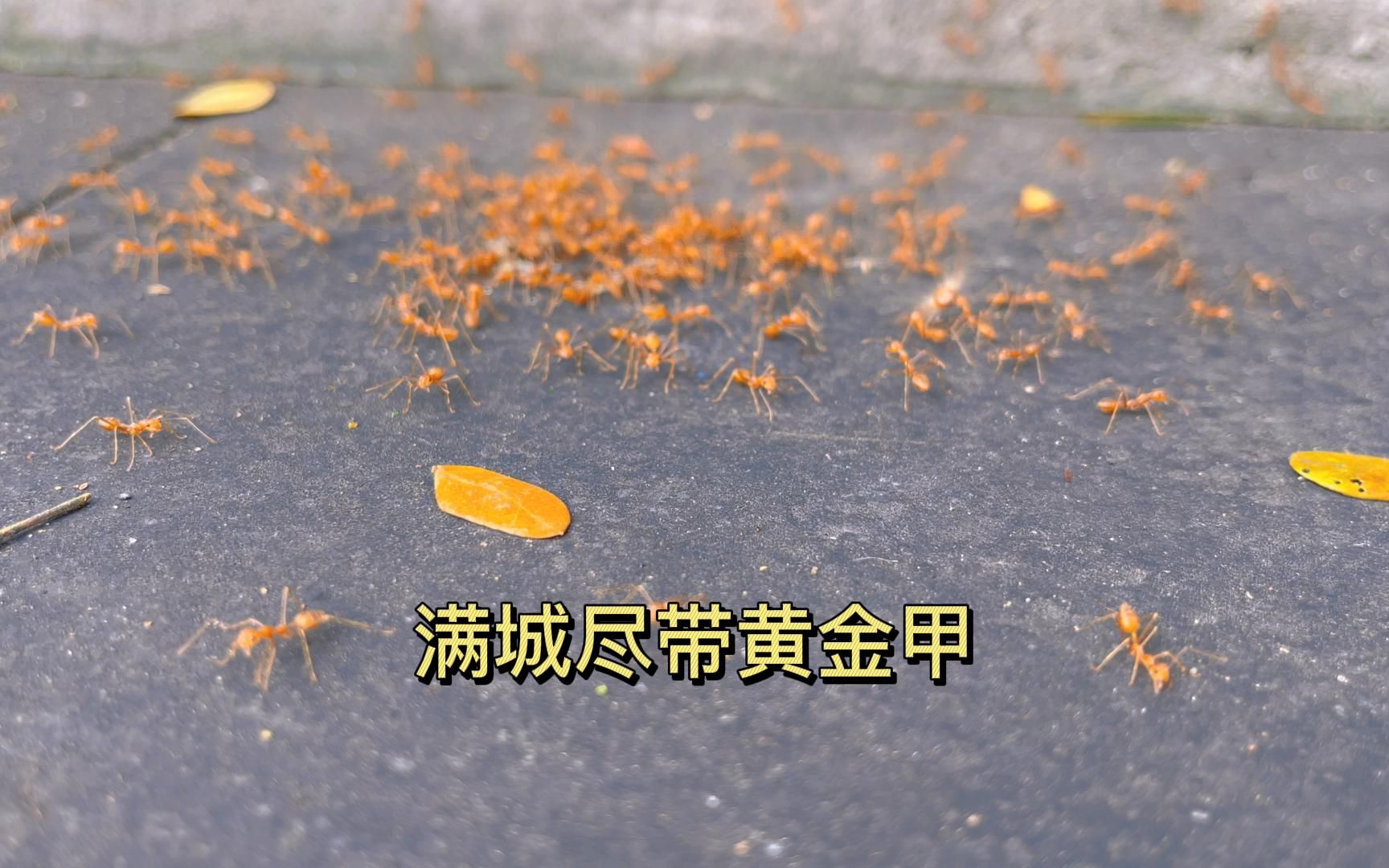 满城尽带黄金甲此蚁生有帝王相旅游vlog日常蚂蚁