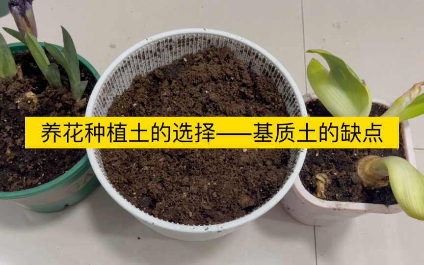 养花种植土的选择——基质土的缺点哔哩哔哩bilibili