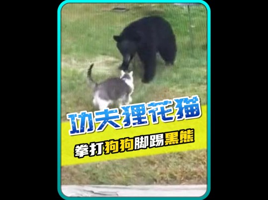 全网最厉害的狸花猫,竟一夜之间爆火网络?#萌宠出道计划 #猫咪的迷惑行为哔哩哔哩bilibili