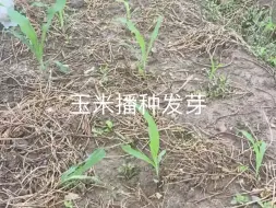 Download Video: 玉米播种发芽