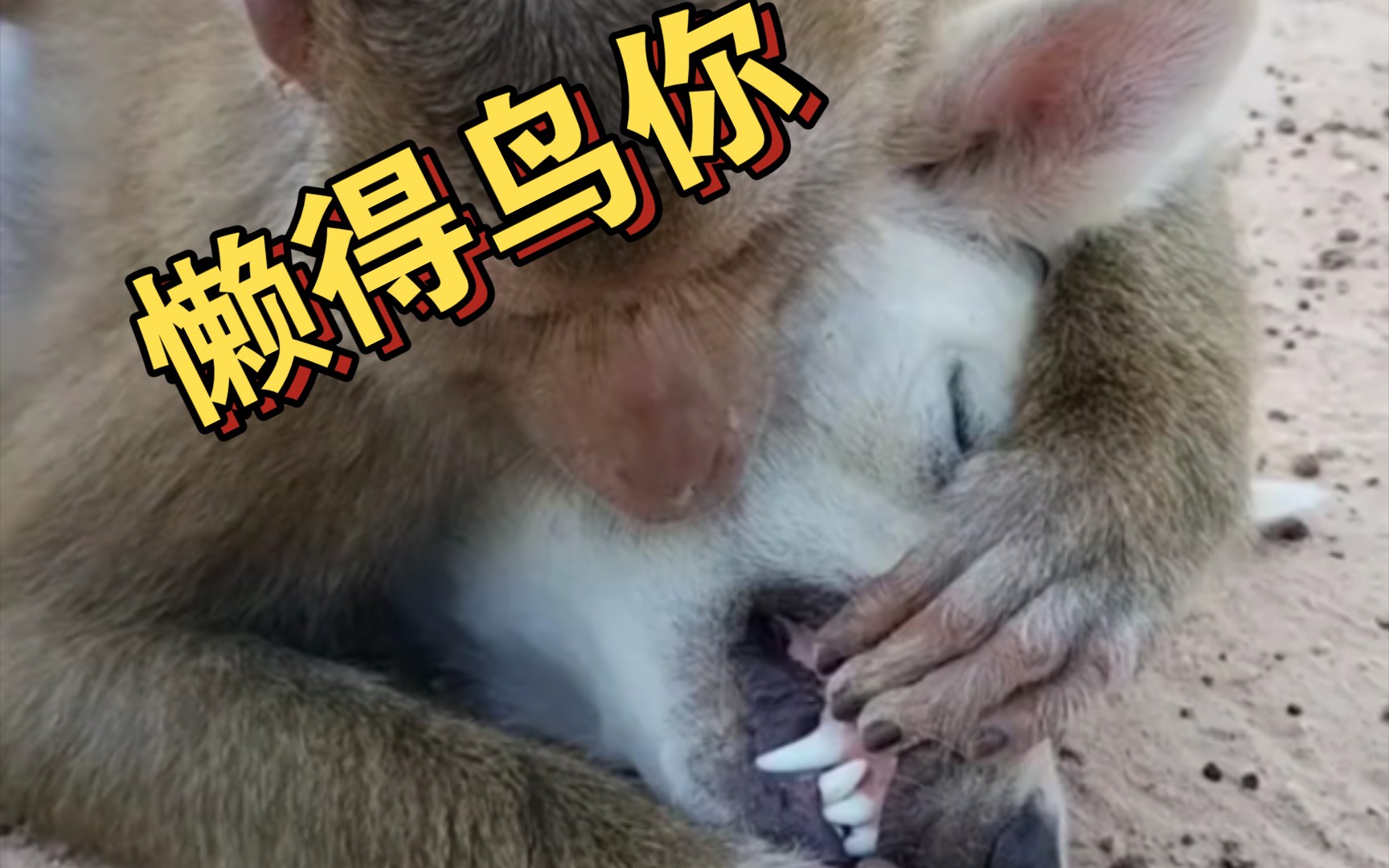 爱咋地就咋地,懒得鸟你