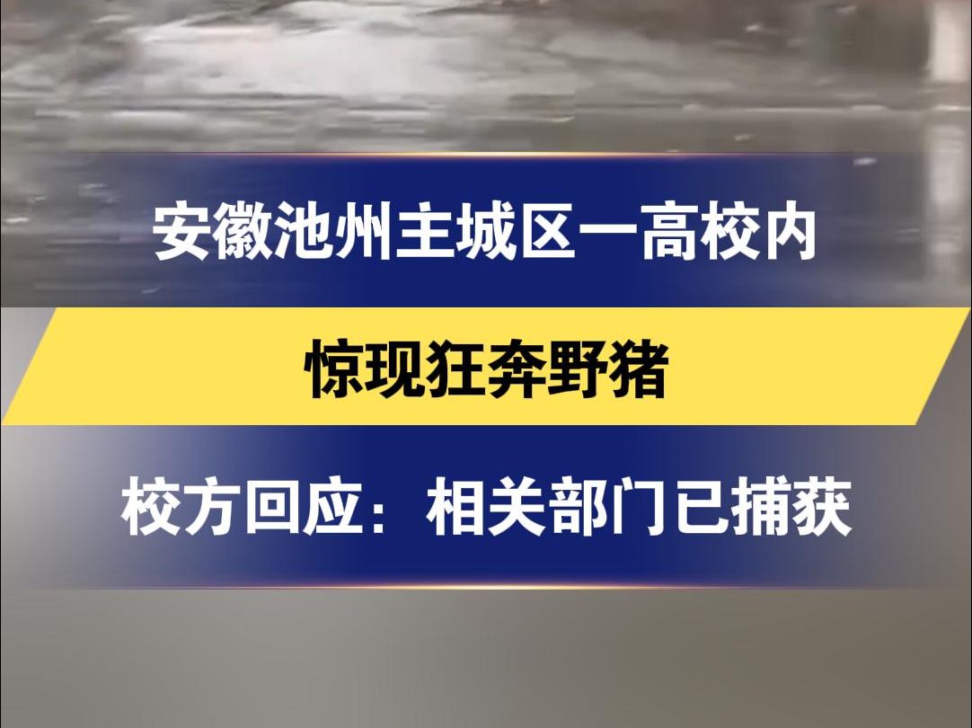 安徽池州主城区一高校内 惊现狂奔野猪 校方回应:相关部门已捕获哔哩哔哩bilibili