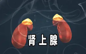 Download Video: 肾上腺是如何受调控分泌肾上腺素的？