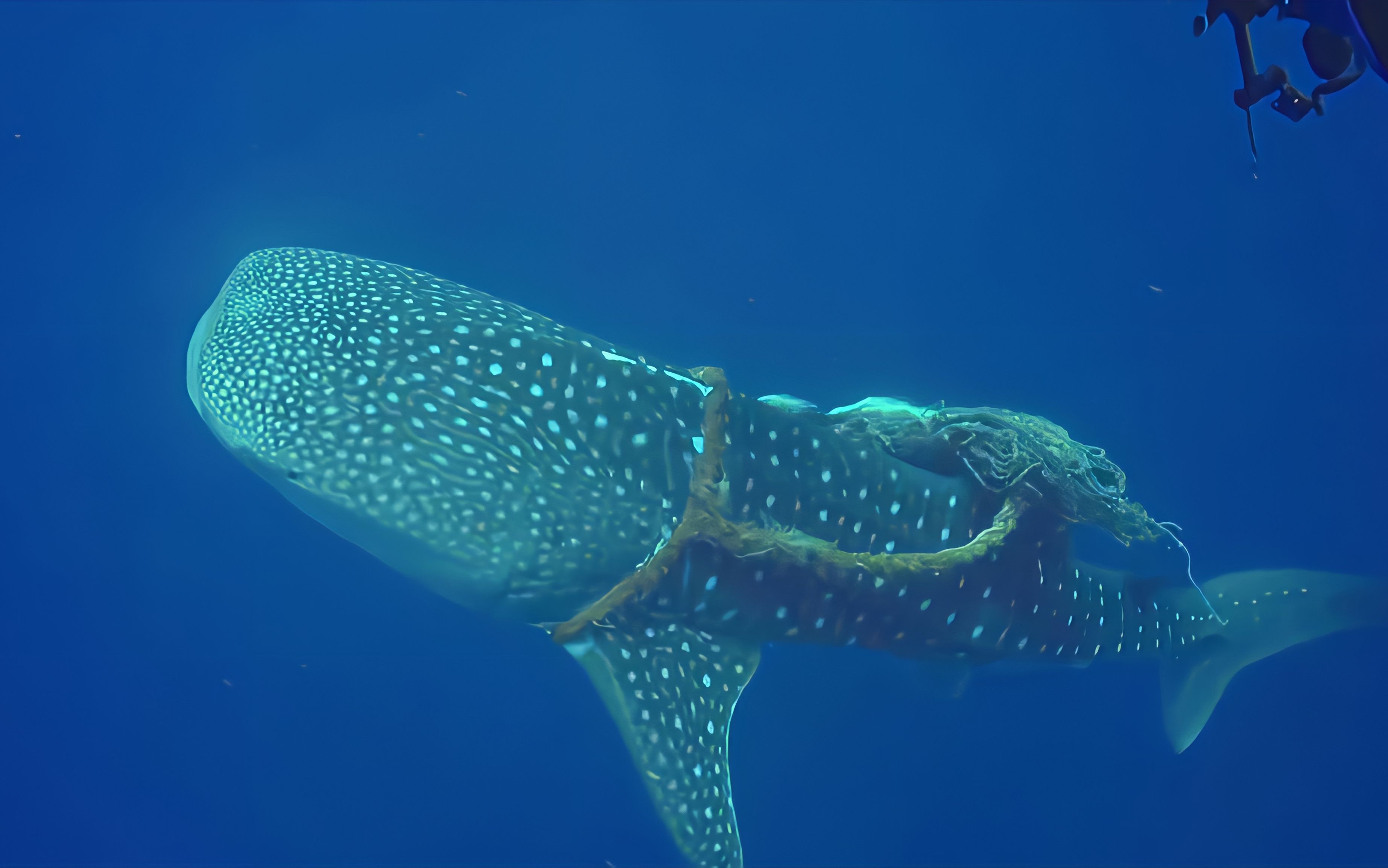 纪录片:鲸鱼身上缠绕着绳子,好心的潜水队员,对他进行解救