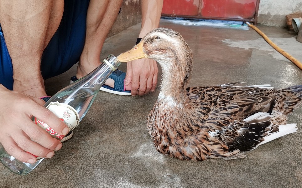 农村5斤重的大肥鸭,喝下52度白酒后,会有什么反应?