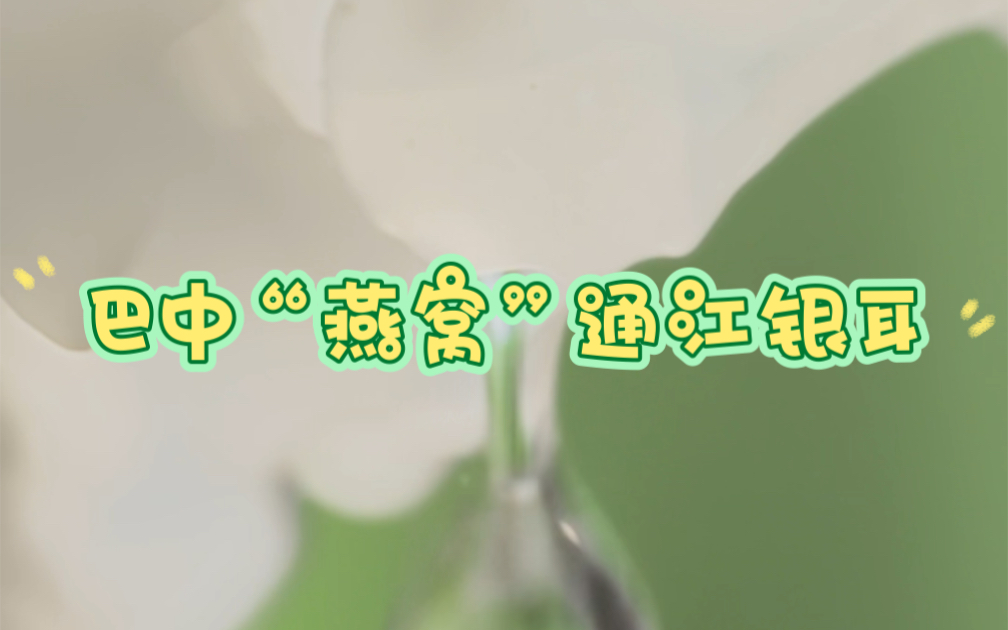 不装了不装了,我摊牌了,巴中不仅有红苕稀饭,还有“燕窝”哦#巴中燕窝 #四川你让我感到陌生 #四川文旅在线征集给尔滨的回礼 #四川特产 #通江银耳...