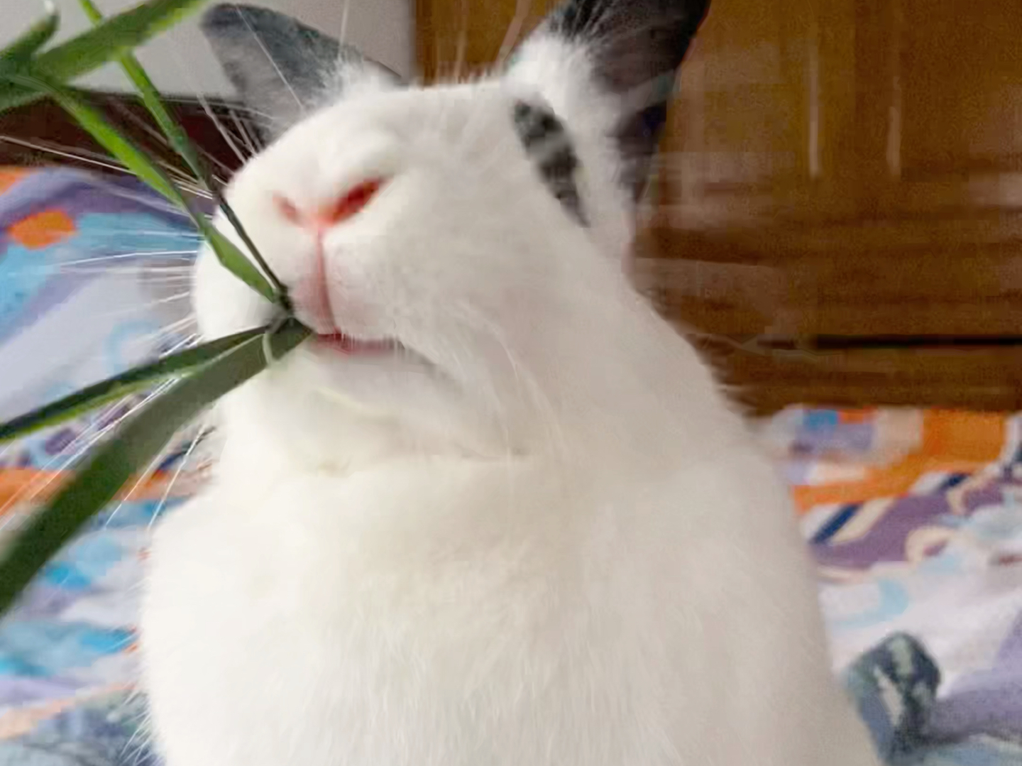 小兔子吃东西的时候好喜欢看它的小嘴